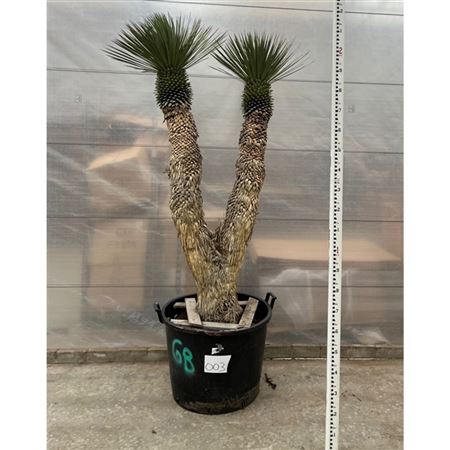 Yucca Rostrata Multistem Nr. 003