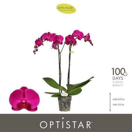 Phal 2st Optistar Lopez