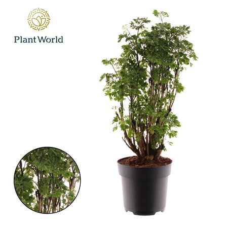 Polyscias Roble Branched