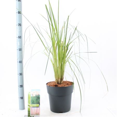 Cortaderia Sell Pink Feather