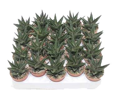 Хавортия Лимифолия