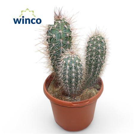 Pachycereus Pringley