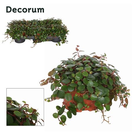 Peperomia Pepperspot