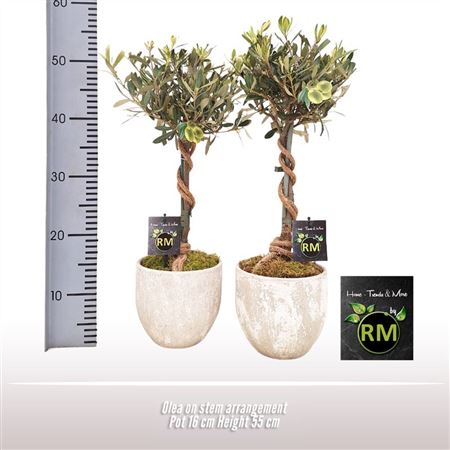 Olea Europaea On Stem In Pot