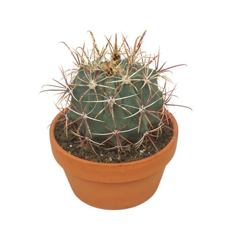 Ферокактус Хорридус