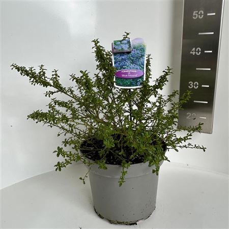 Ceanothus Blue Mound