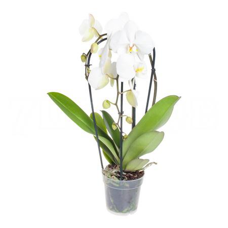 Фаленопсис каскад 2 ст белый
