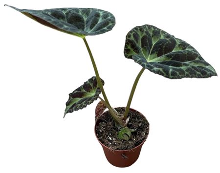 Begonia Barsalouxiae