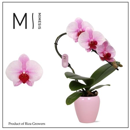 Phal Swan 1st Blush Pink Ceramic