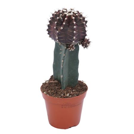 Gymnocalycium Black
