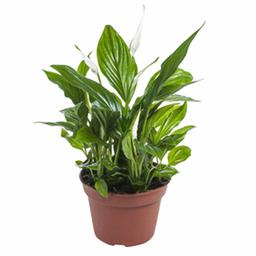 Спатифиллум Купидо