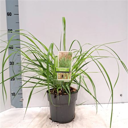Pennisetum Alo Red Head