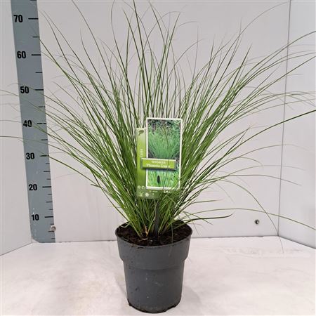 Carex Testacea Phoenix Green