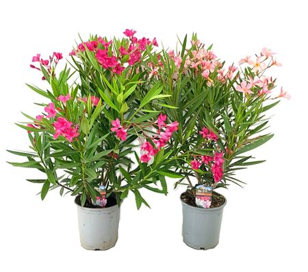 Nerium Oleander Mix