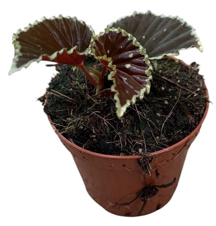 Begonia Darthvaderiana Green Spot