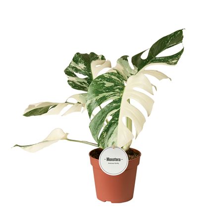 Monstera Deliciosa Variegata Super White