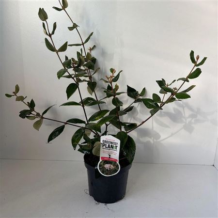 Viburnum Burkwoodii