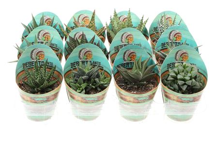 Aloe Mix Potcover Desert Plants