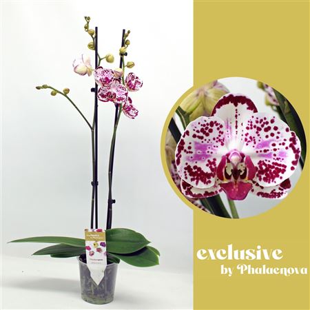 Phal 2st Mondriaan 14+ (phalaenova)