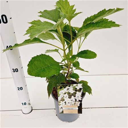 Hydrangea Quer Snow Giant