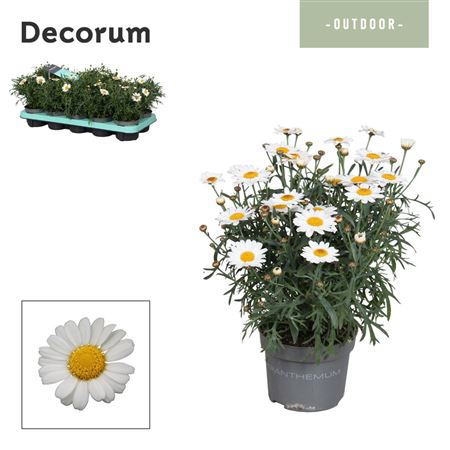 Argyranthemum White (decorum)