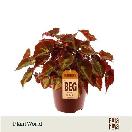 Begonia Rex Montuno