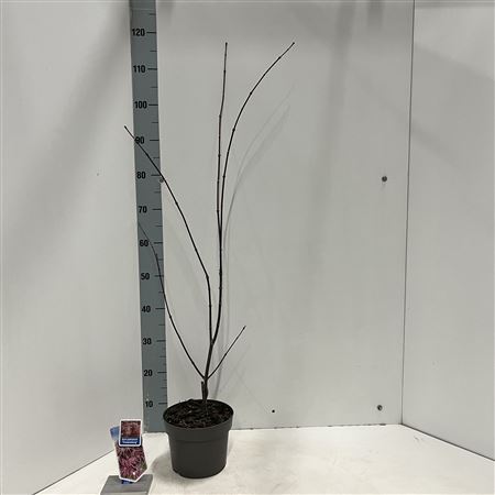 Acer Palm Trompenburg