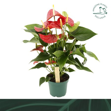 Anth An Vulcano 5+ (amazone)