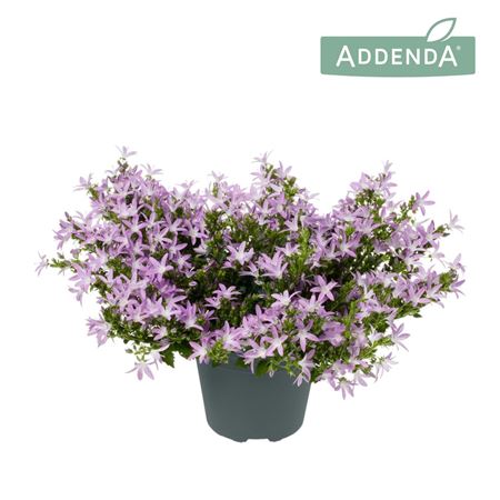 Campanula Adansa Pink