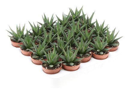 Haworthia Fasciata