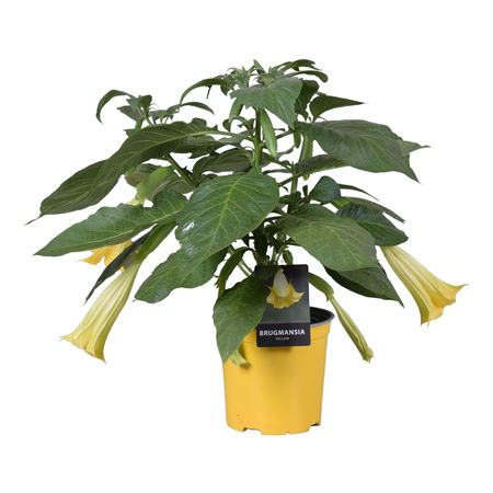 Brugmansia Bush Yellow
