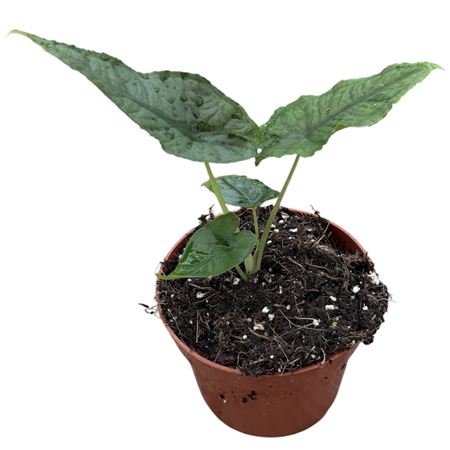 Alocasia Olanii