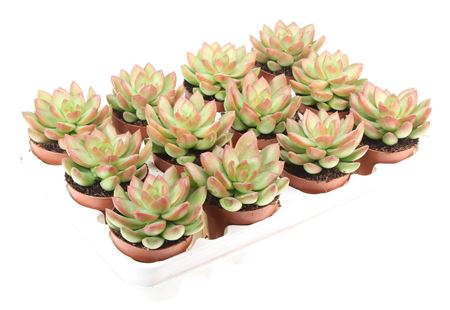 Sedum Adolphi Enkel
