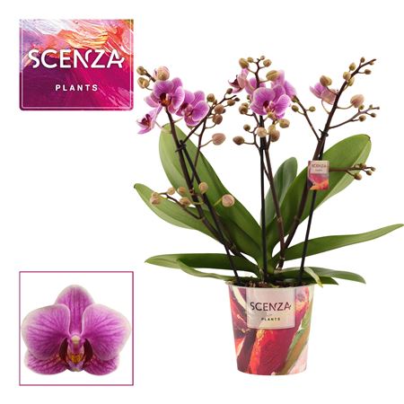 Phal 3-4st Dazzling Diva (scenza)