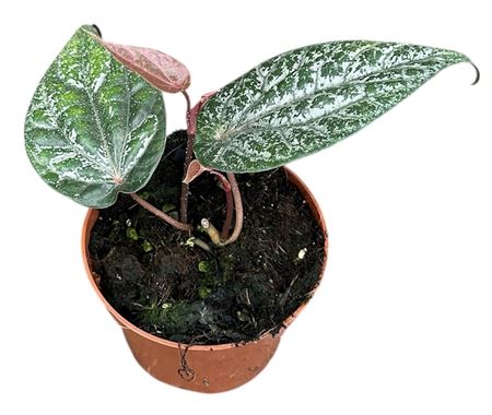 Amydrium Silver Blue