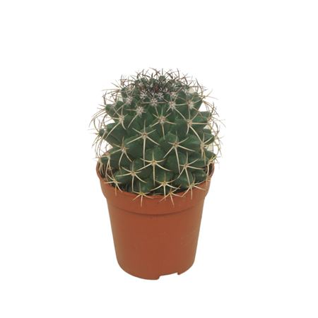 Mammillaria Hildagensis