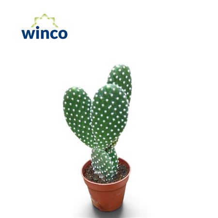 Opuntia Microdasis Albata