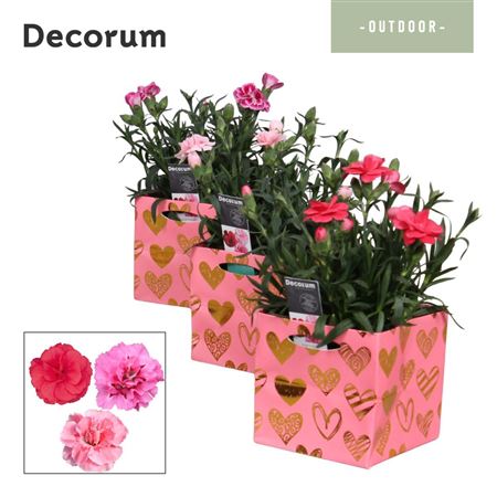 Dianthus Oscar Mix Affection (decorum)