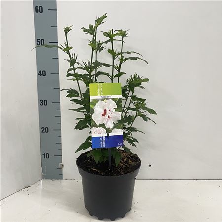 Hibiscus Syr Speciosus