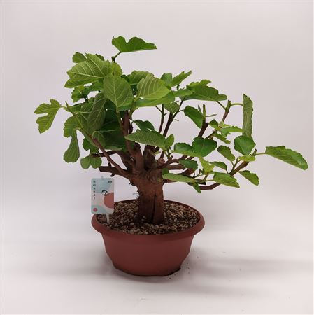 Bonsai Ficus Carica Outdoor