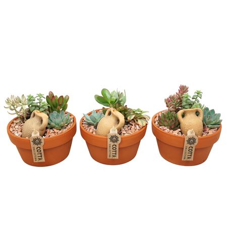 Succulent Arrangement Terracotta Bowl