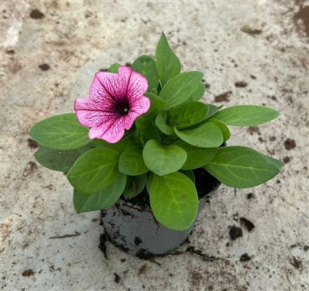 Petunia Soft Pink