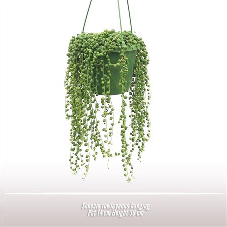 Senecio Rowleyanus Hanging Pot