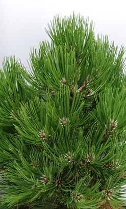 Сосна гельдрейха Компакт Гем