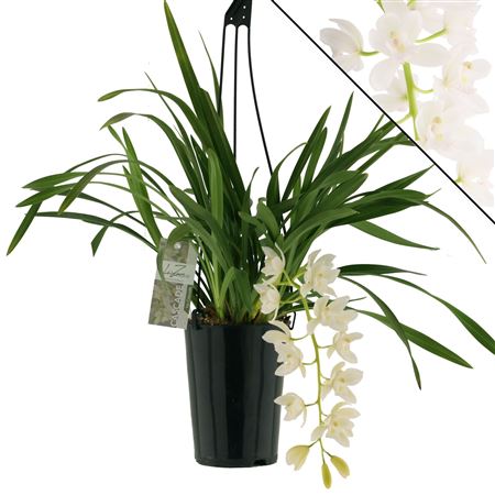 Cymb Cascade Ice  No Flowers