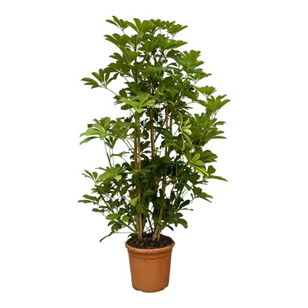 Schefflera Aboricola Luseana