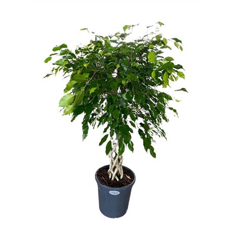Ficus Be Exotica Tube