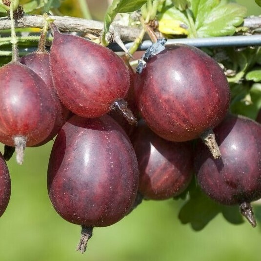 Крыжовник Серенада