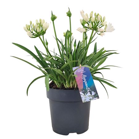 Agapanthus Double Diamond