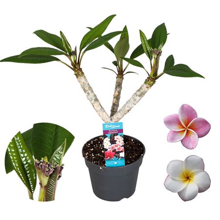 Plumeria 2/3st Hawaiian Mix